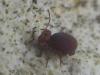 Dicyrtoma fusca